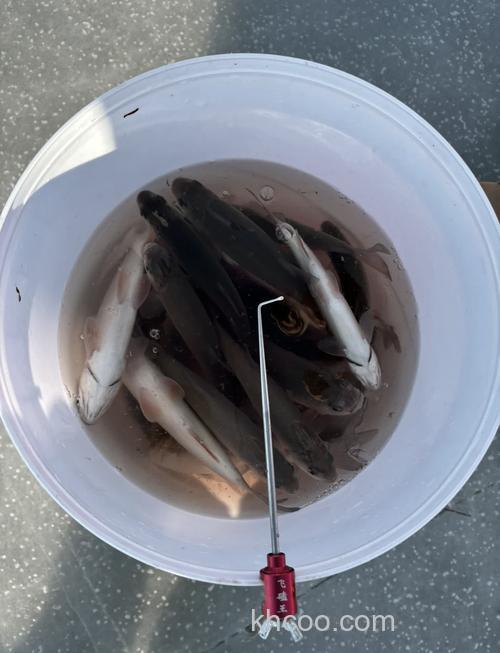 冰钓都能钓啥鱼?