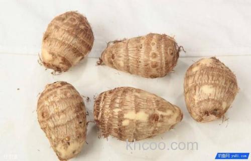 蔬菜类钓饵，莲藕南瓜和芋头都可以钓鱼