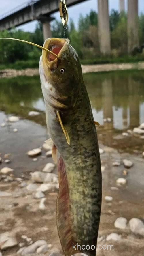 春季钓鱼用什么鱼食好