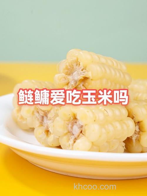 鲢鳙吃玉米吗？