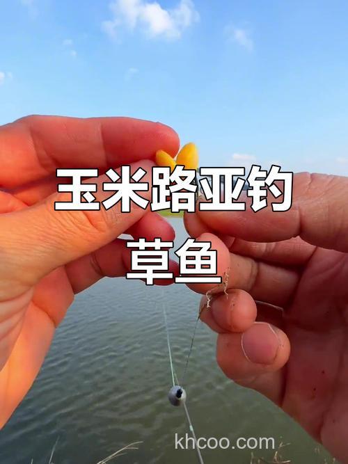 怎样用玉米钓草鱼