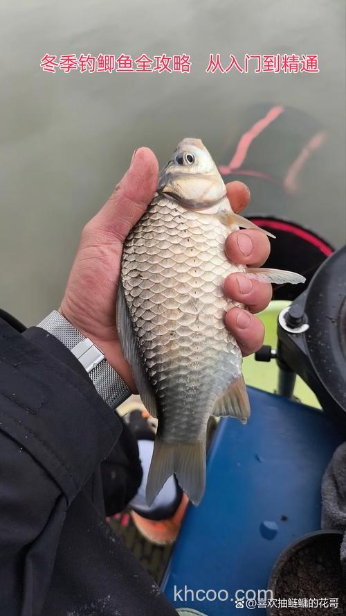 冬季用血麦钓鲫鱼效果好不好？
