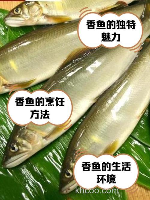 麝香钓什么鱼好？