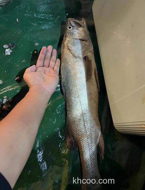 北海钓两百多斤鲈鱼有诀窍？这些钓点选择及技巧请收好