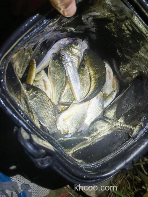 夜钓鲫鱼喜欢吃麦子还是玉米？