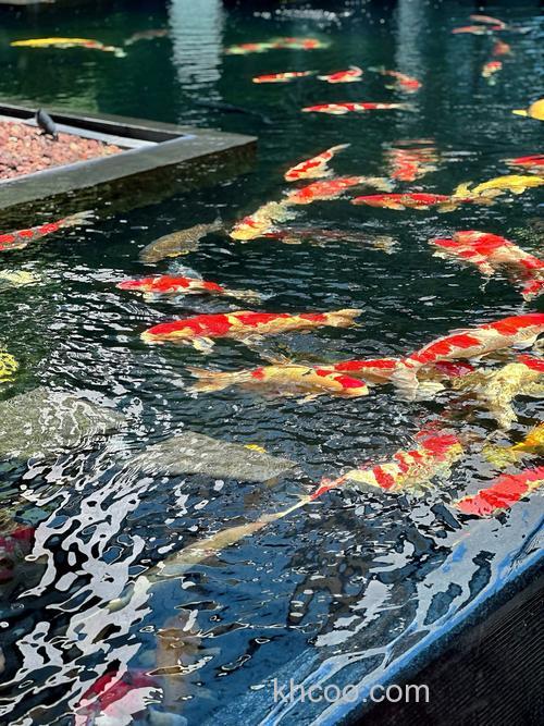 鲤鱼喜欢待在哪些地方?