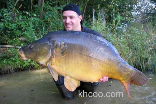 无鳞鲤鱼吃麦子不？