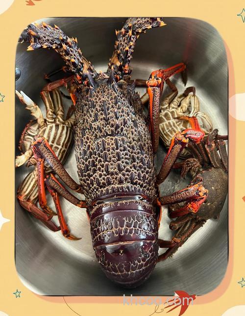 新西兰海域钓大龙虾攻略：选对钓点与技巧，畅享丰厚回报