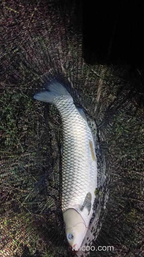 为什么说野生草鱼最难钓？