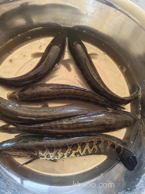 钓到乌棒了 杂个整好吃？