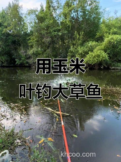 在大河里钓草鱼，用玉米打窝怎么打啊？