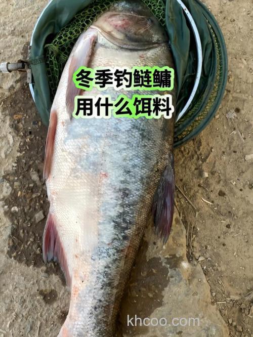 北方冬季还能钓鲢鳙吗？
