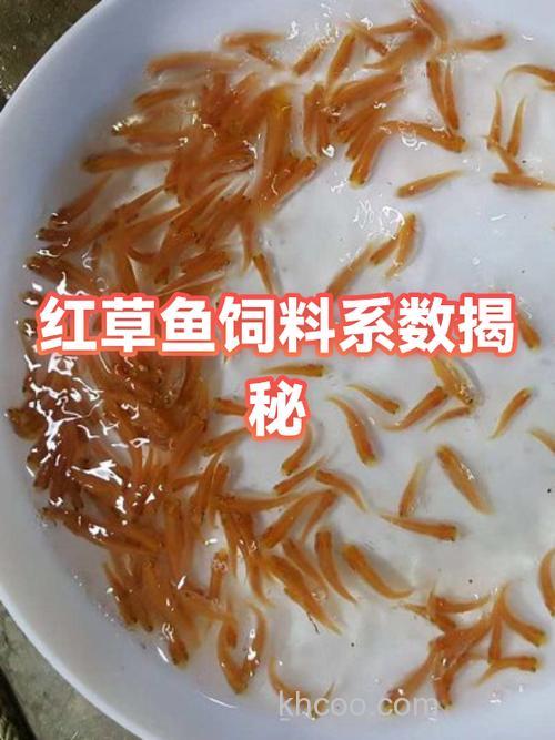 小麦喂草鱼的饲料系数？