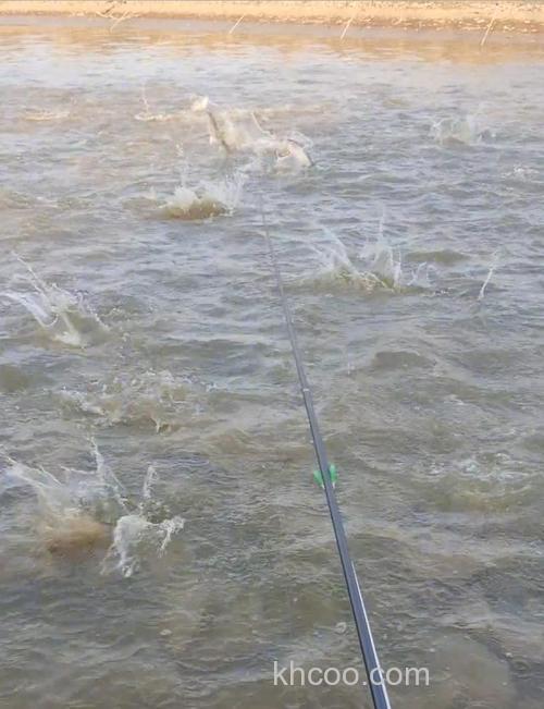 疯狂的钓鱼人！湖北一河道鳊鱼大爆发，有人天没亮就去占位置了