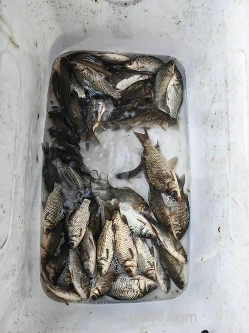 求解 竞技钓 小鲫鱼