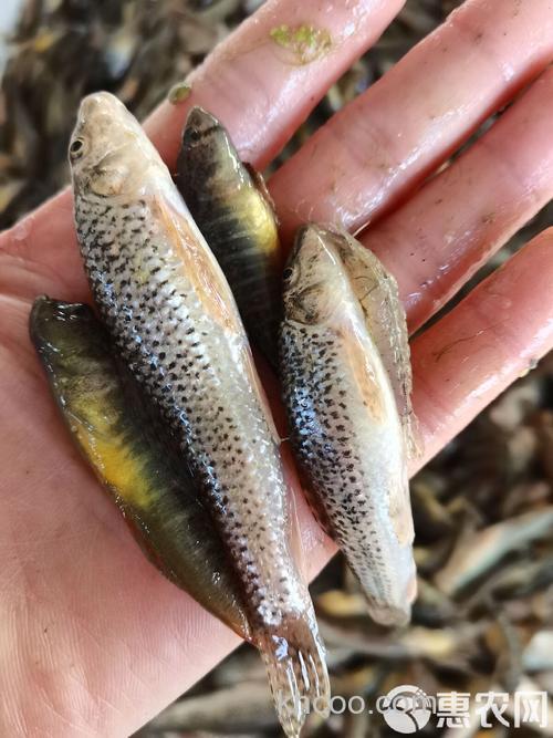 麻泥丁字是麦穗鱼吗？