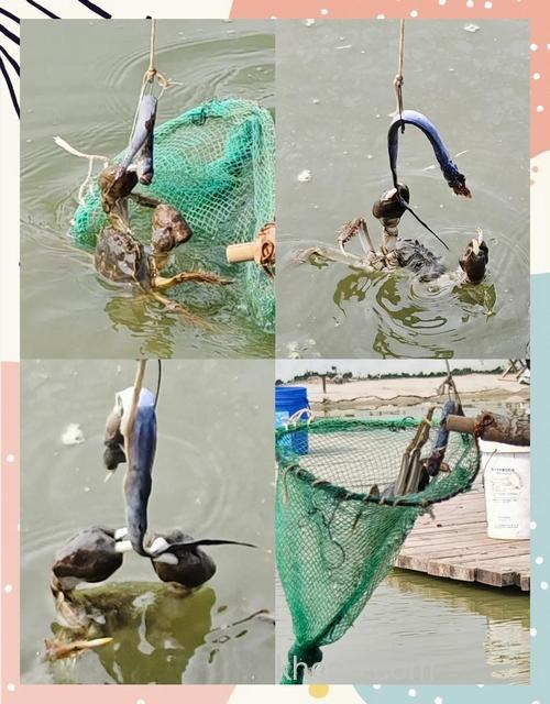 七里海钓螃蟹，掌握这些拍摄技巧，记录美好时光