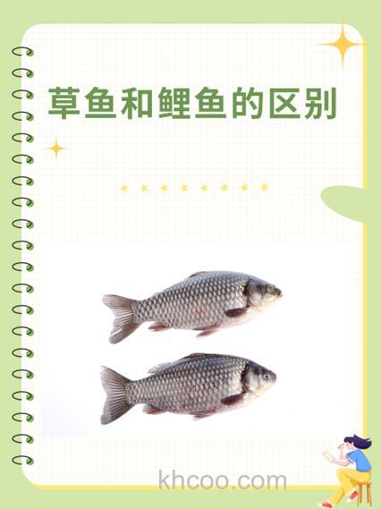 鲢鱼草鱼 鲤鱼吃蚯蚓吗？