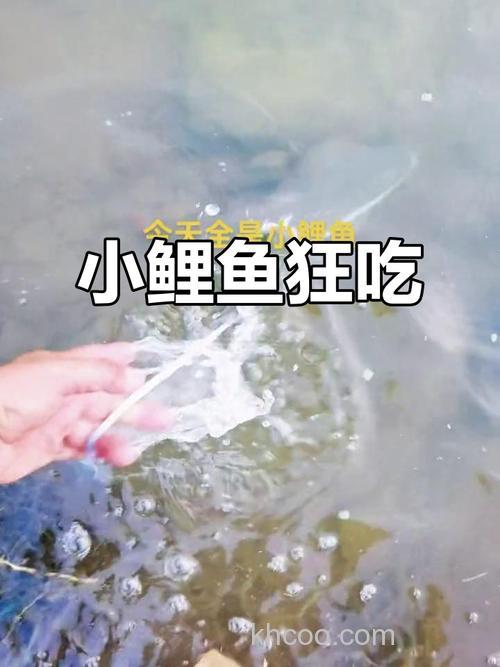 小鲤鱼能吃进玉米吗？