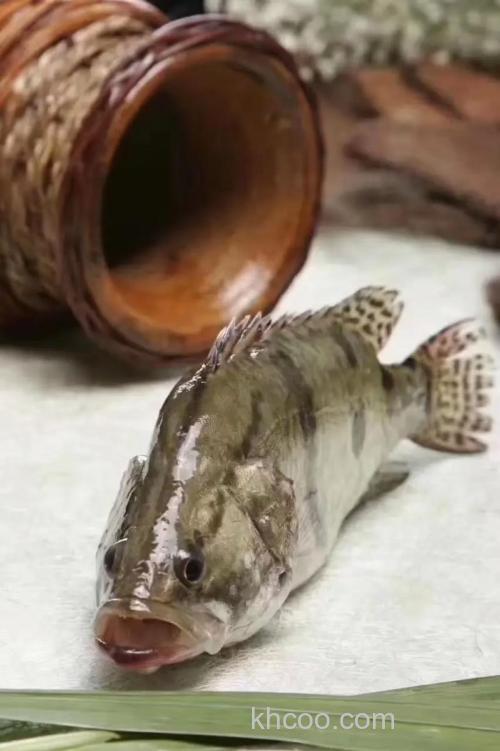 桃花流水鲫鱼肥，春季钓鲫鱼