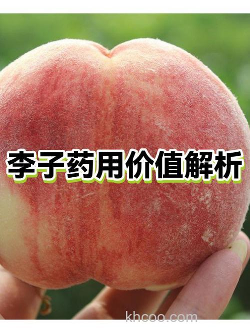 李子的果酸能钓鱼吗？