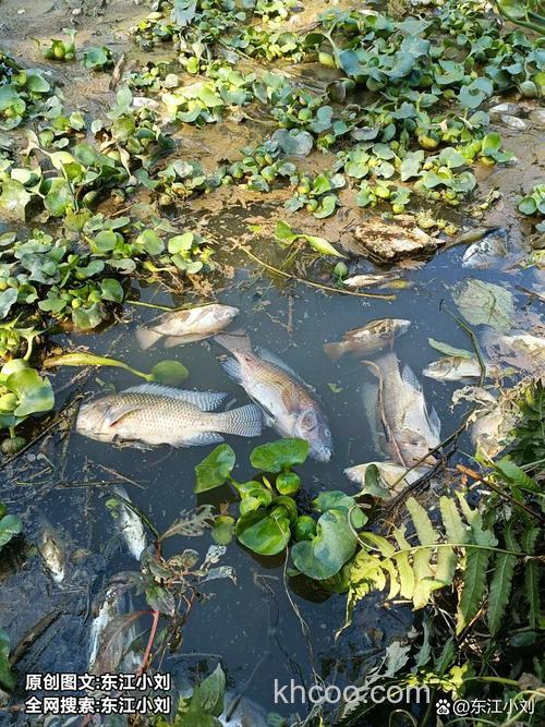 初夏野钓渔获不稳定的8个原因