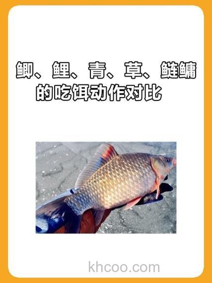 鲫、鲤、青、草、鲢鳙的吃饵动作对比