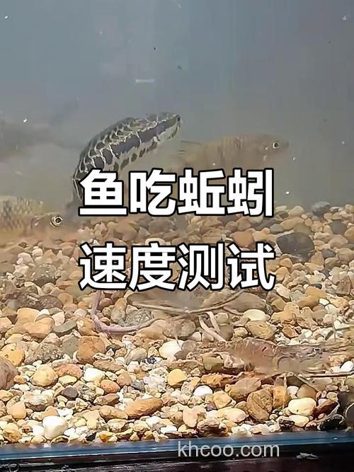 黑鱼吃蚯蚓吗？