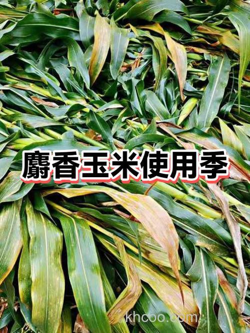 钓鱼麝香型玉米是冬天用好还是夏天用好？