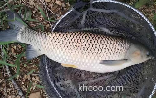 钓草鱼，，，，用什么好