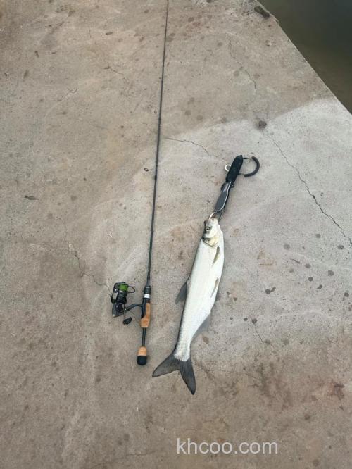 手竿钓翘嘴钓最佳水深多少？