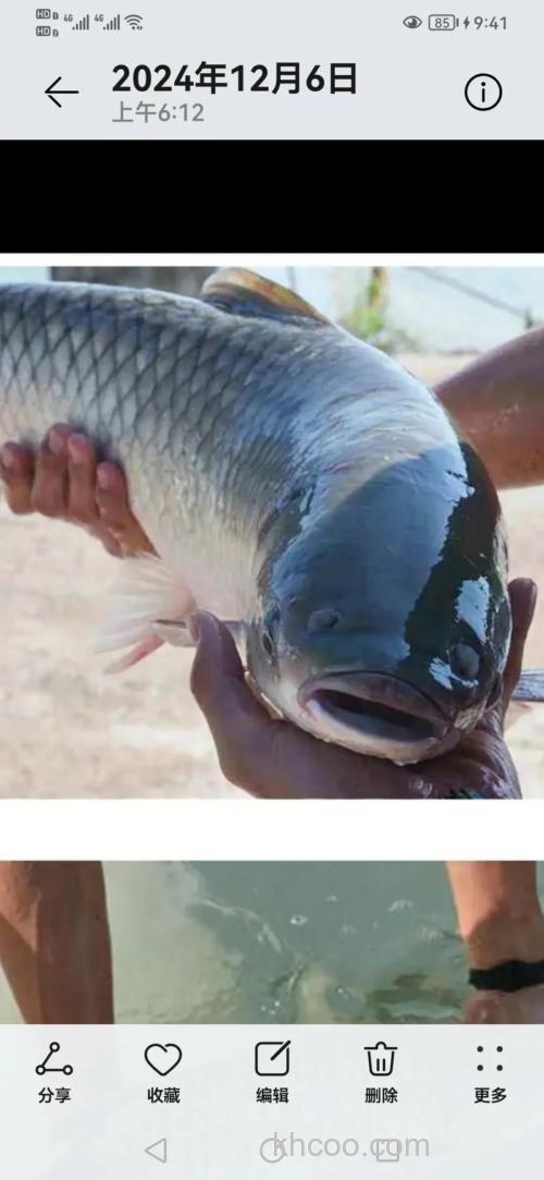 惠民水库有什么鱼？