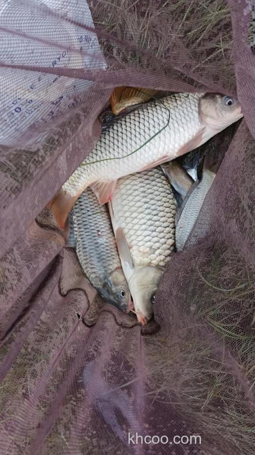 钓鲤鱼学会这样钓，每次出钓必有收获！