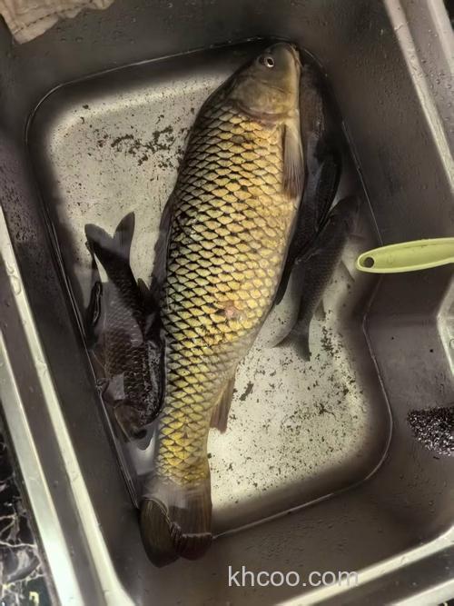 鲤鲫通用杀野战精品！