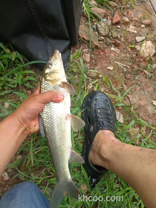 如何野钓土凤鱼最好？3个钓法技巧分析！