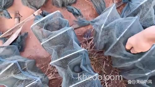 想在农村河道下地笼抓黄鳝泥鳅，用什么饵料？