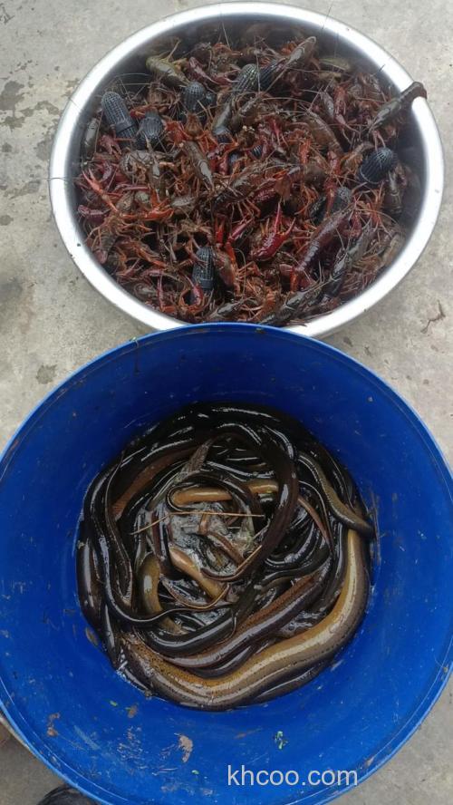 有什么好办法可以捉到龙虾黄鳝？