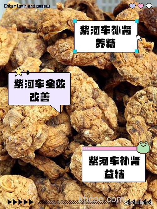 紫河车如何做鱼饵？