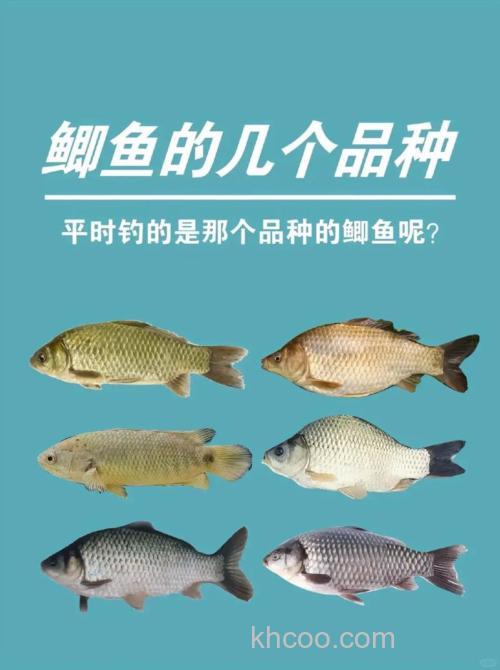 鲫鱼品种和垂钓方法有哪些？
