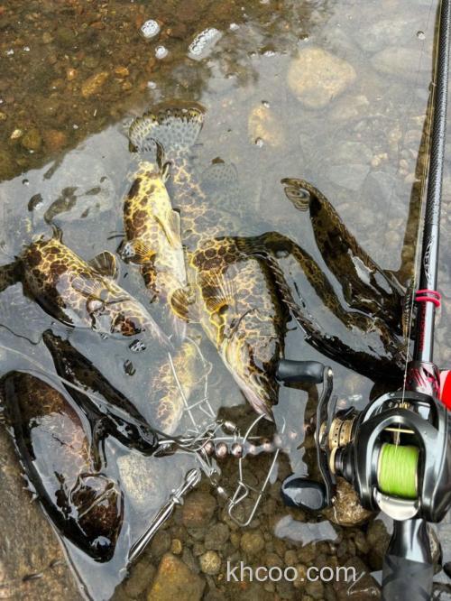 鳜鱼一般离岸边多少米？