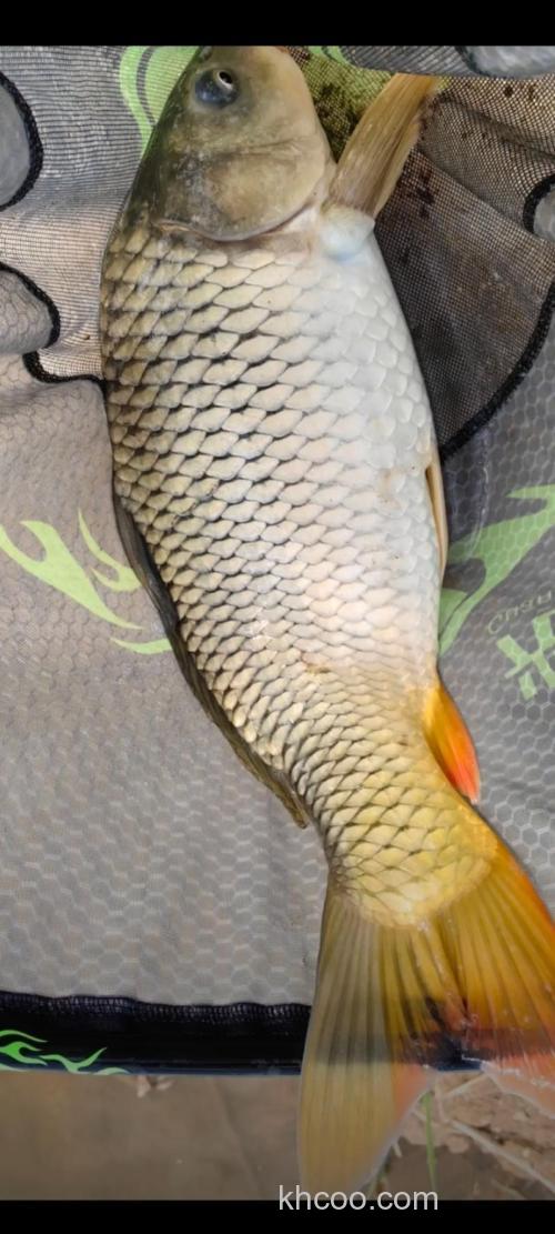 天元嫩玉米钓鲤鱼好用吗？