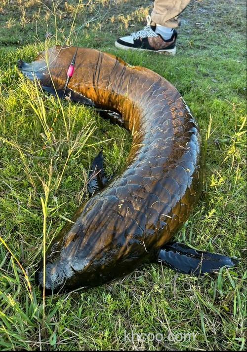 猪心肺钓什么鱼最好？