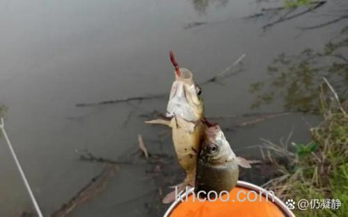 天气降温鲤鱼开口吗？