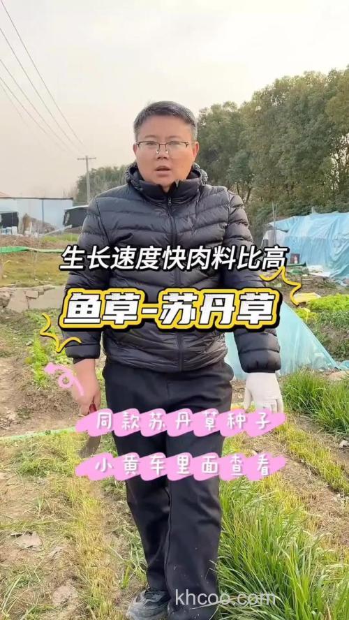 种植什么草喂养草鱼最适合？