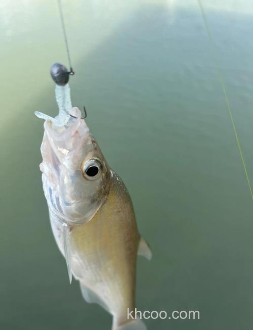 钓翘嘴在饵料里加果酸行吗？