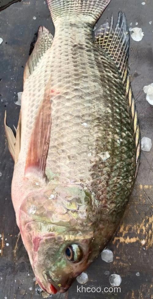 大罗非鱼为什么深受南方钓友喜爱？