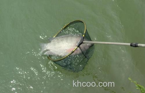 黑坑罗非鱼怎么钓才容易上岸？