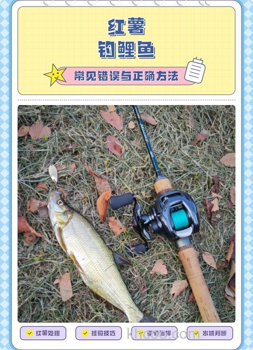 怎样用红暑钓鲤鱼