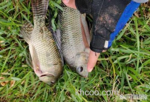 钓季这3种鱼适合垂钓