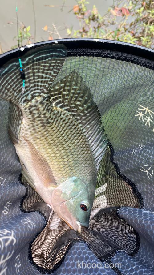 春季钓罗非鱼的水深、鱼窝和鱼饵味型